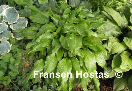 Hosta Green Fountain